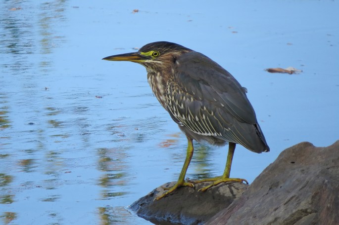 green heron