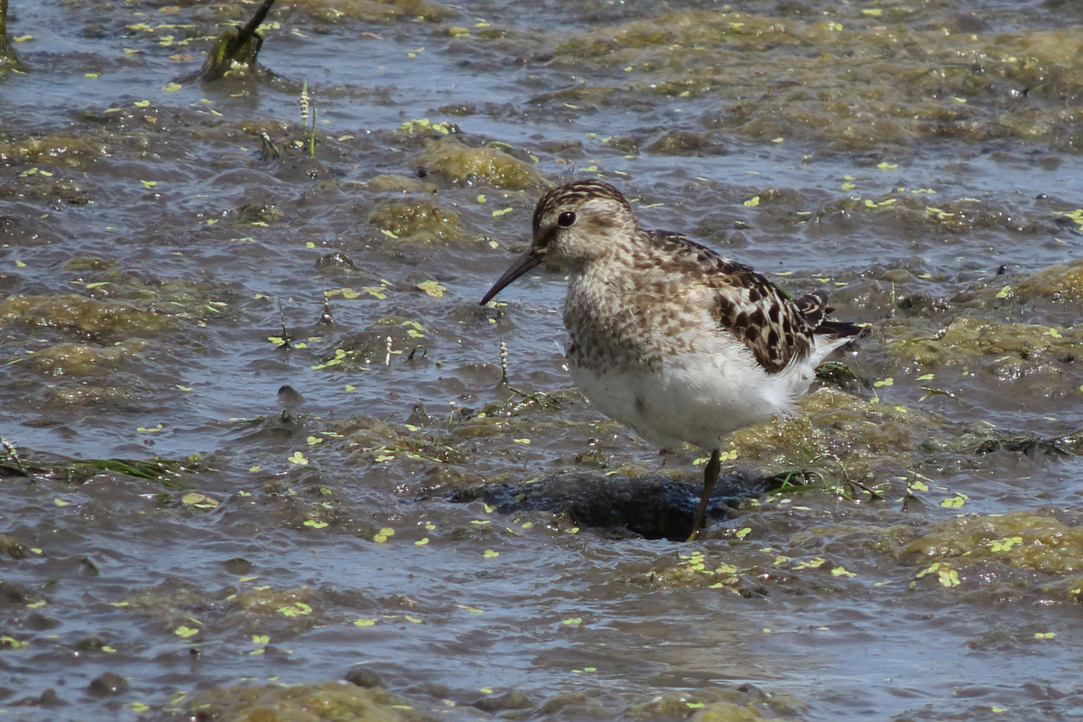 least sandpiper