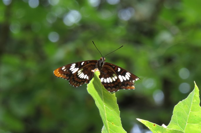lorquin's admiral