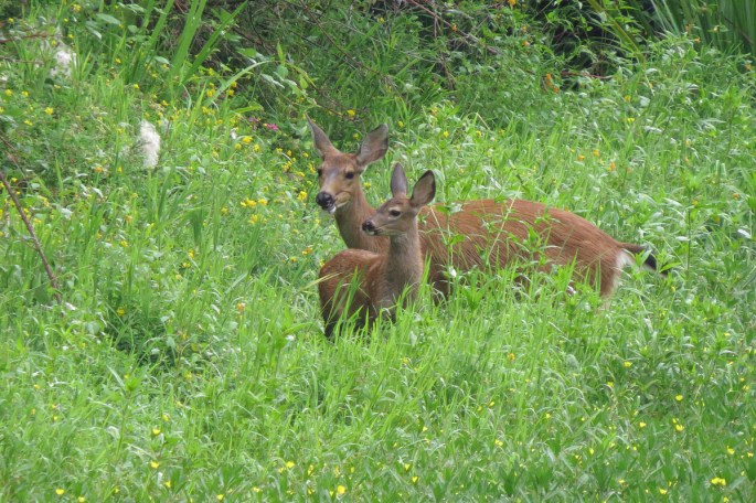 Black-tailed Deer and fawn