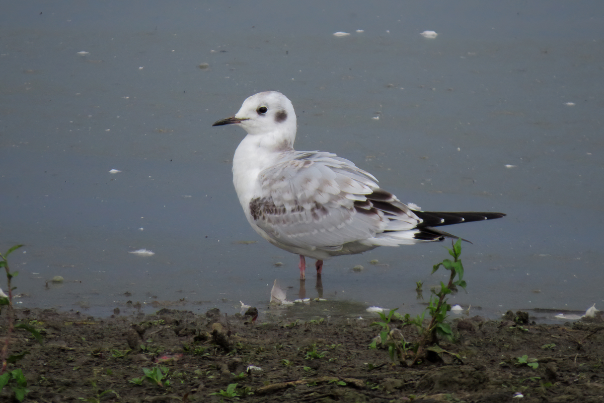bonaparte's gull 1 small