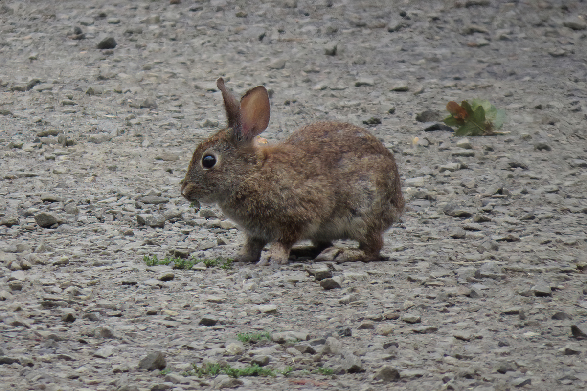 brush rabbit small