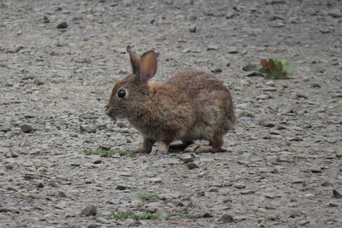 brush rabbit small
