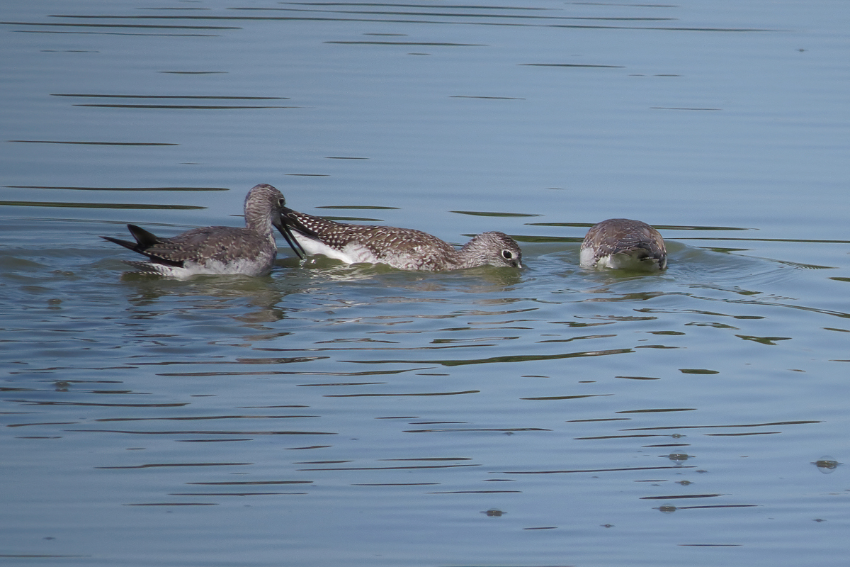 g yellowlegs trio