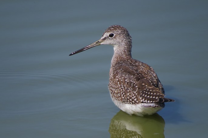 Greater Yellowlegs