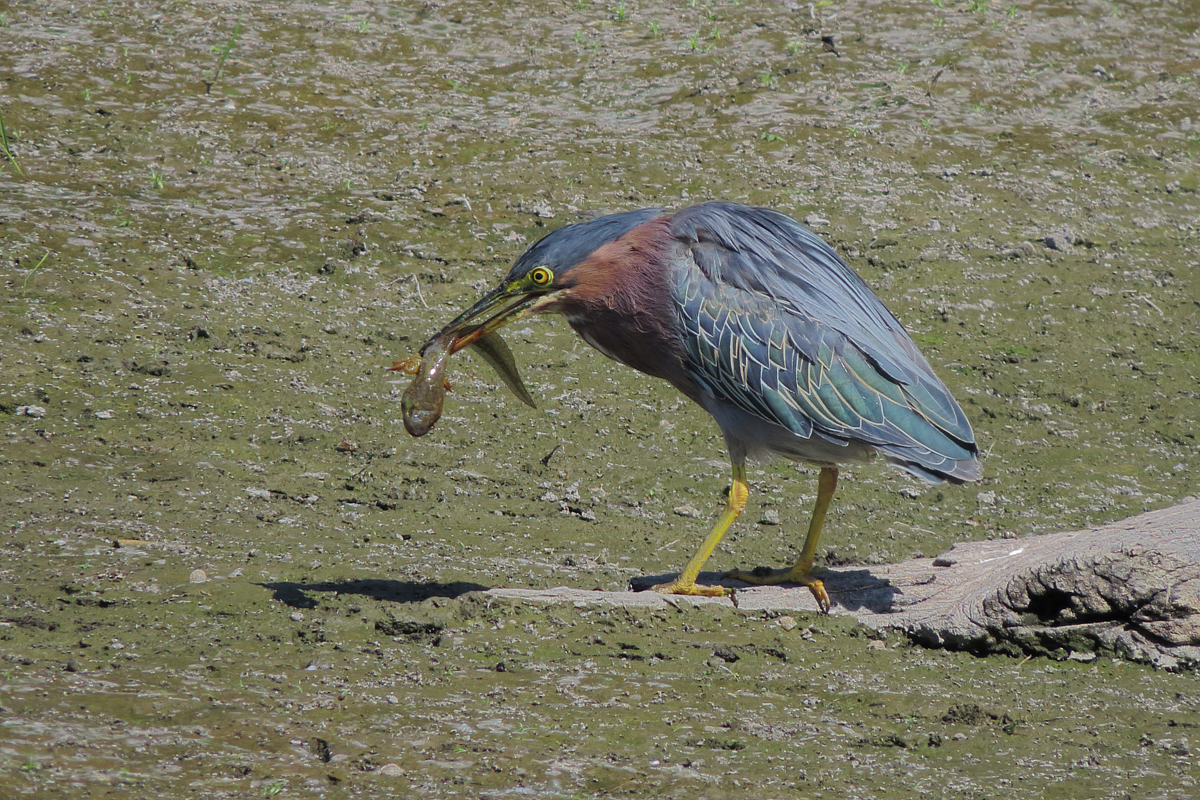 Green Heron with tadpole