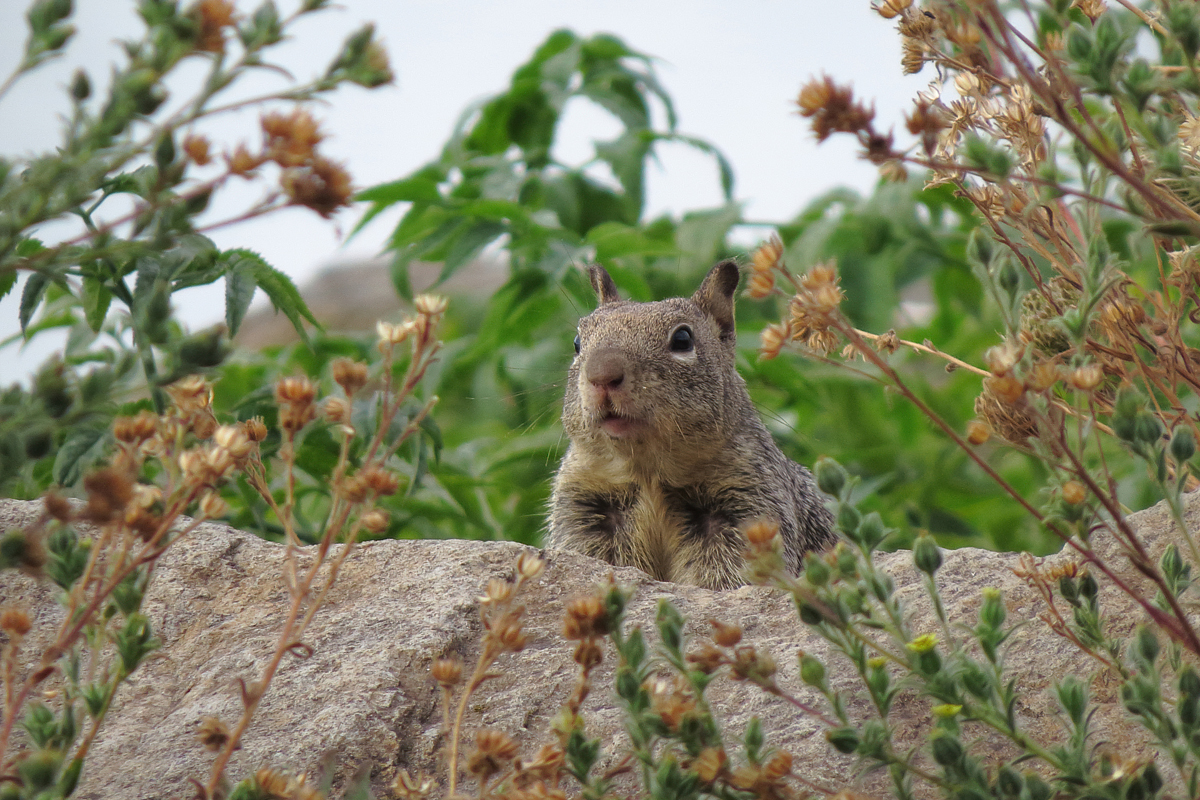 ground squirrel small