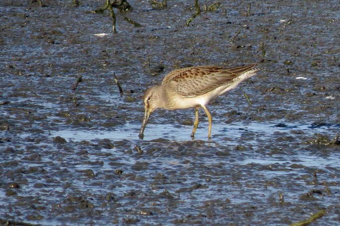 long-billed dowitcher