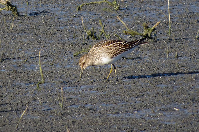 pectoral sandpiper