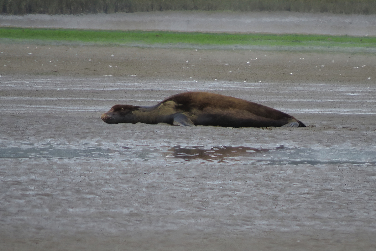 sea lion stretch