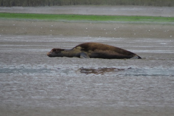 sea lion stretch
