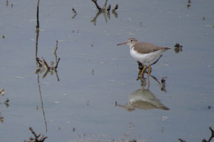 spotted sandpiper small
