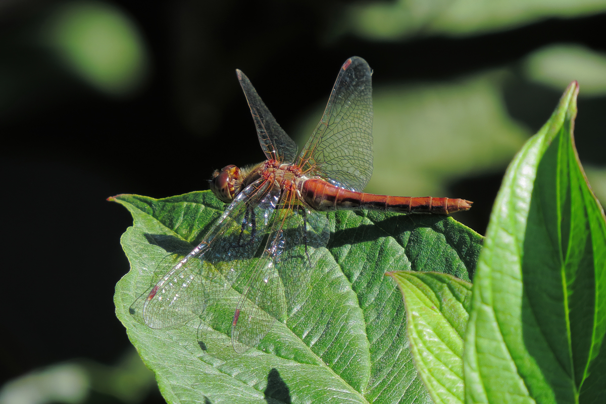 striped meadowhawk small