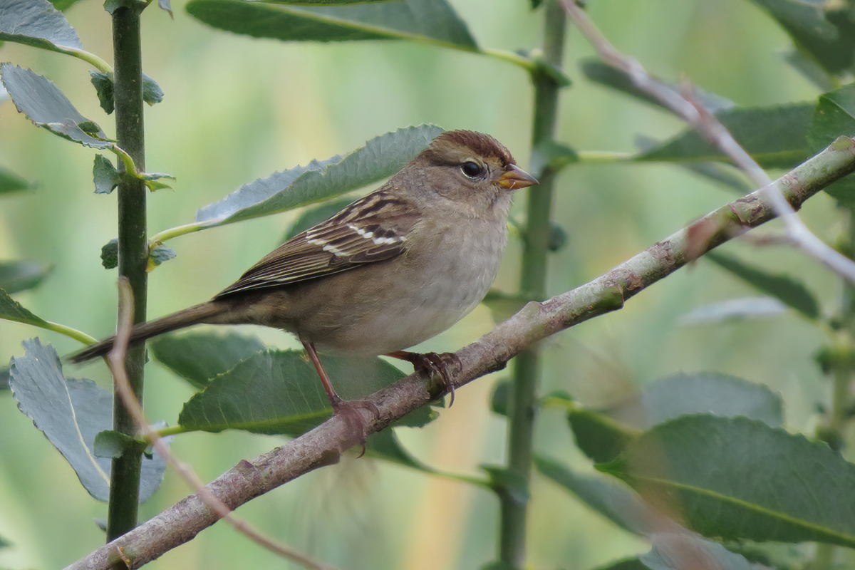 white-crowned sparrow small