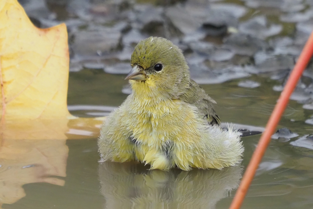 OLYMPUS DIGITAL CAMERA