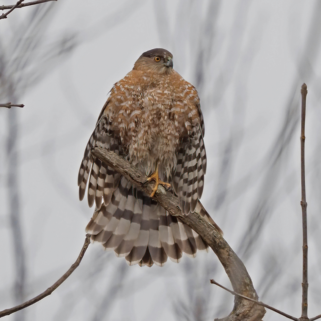 cooper's fluffy insta