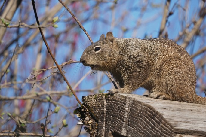 ca ground squirrel small