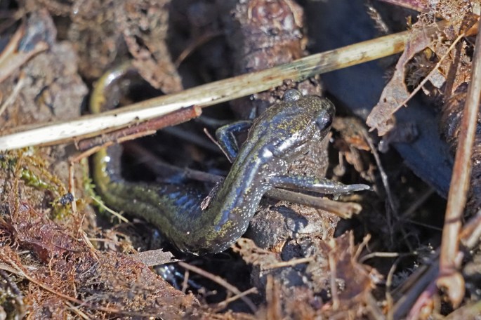 Long-toed Salamander