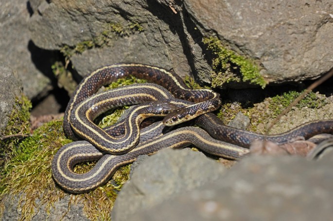 Northwestern Garters insta