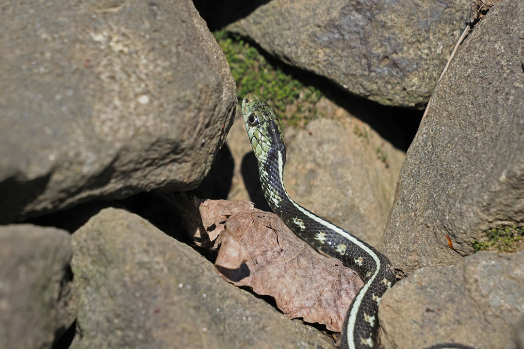 pale Common Garter left insta