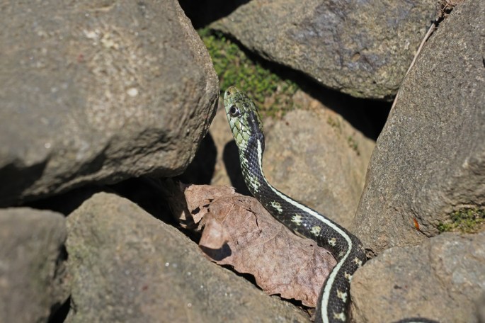 pale Common Garter left insta