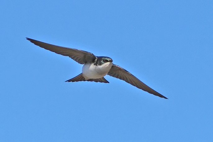 tree swallow
